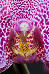 Orchidée papillon hybride du genre phalaenopsis de la famille des Orchidaceae