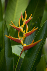 Fleur d'Heliconia