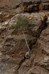 Arbre accroché à la falaise
