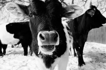 Curious face of calf on farm in winter snow closeup.