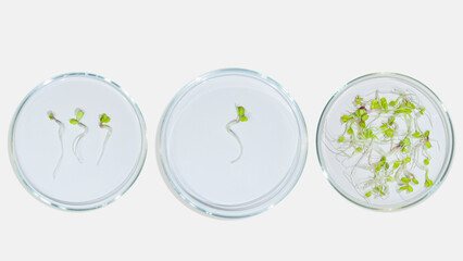Laboratory glassware with plant sprouts. On a light background. Greens, sprouts, research, bio engineering, study, cultivation.