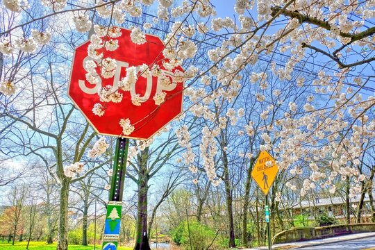STOP street sign surrounded by white bloom flowers in a garden on a sunny day