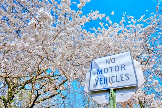 "no motor vehicles" street sign under a tree with white bloom flowers on a sunny day