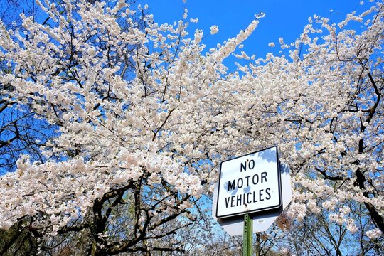 "no motor vehicles" street sign under a tree with white bloom flowers on a sunny day