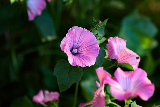Closeup of blooming purple flower against blur green background