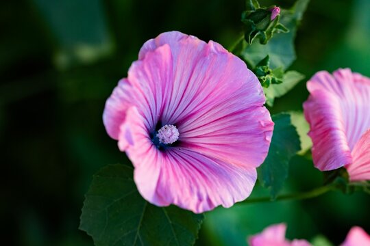 Closeup of blooming purple flower against blur green background