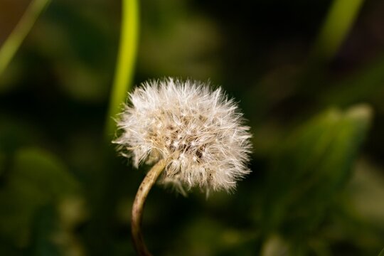 Closeup of blooming dandelion flower against blur green background