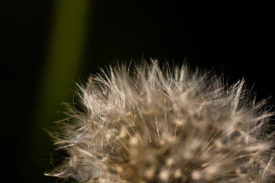 Macro shot of blooming dandelion flower against dark background