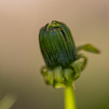Closeup of a dandelion closed bud on blur background