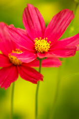 Hot Pink Cosmo Flower Duo