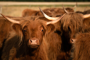 Flock of Highland cattle cows
