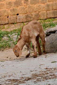 Brown Goat searching for foom on rural stone ground, vertical shot