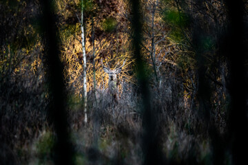Red deer (Cervus elaphus)