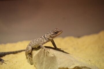 a little brown gecko at asand with stones 