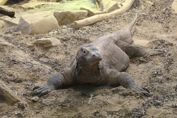 a  komodo dragon at a sandy field, a large species of lizard