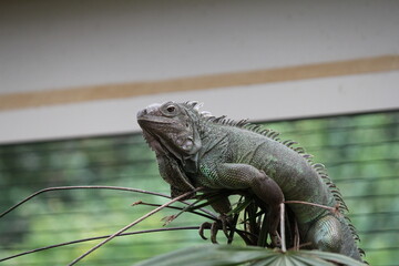 a big dark green iguana sits at a plant in an animal park closeup