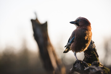 Eurasian Jay (Garrulus glandarius)