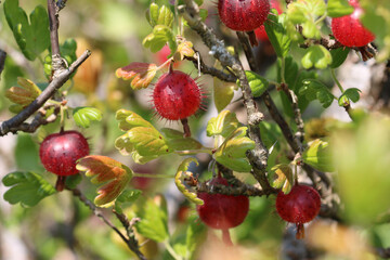 Red gooseberry fruit on a bush in close up