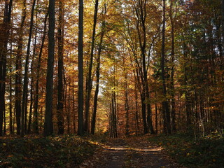 A path through an autumnal forest - North Western Poland