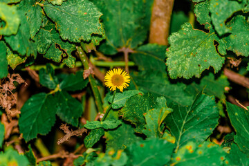 Pulicaria dysentericav (binomial name), the common fleabane or meadow false fleabane