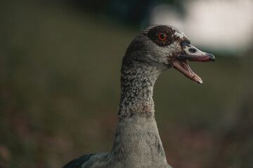 Portrait of Beautiful funny nile goose