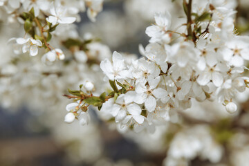 Background with white flowers.