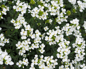 Caucasian Arabis bush with small white flowers and green leaves grows on a sunny day