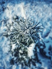 Vertical shot of a frosty plant