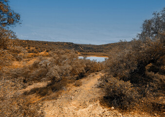 Olive trees in Andalusia