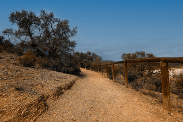 Flowers in the meadows