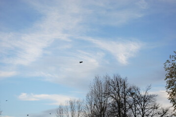 kite in the sky