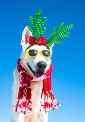 funny christmas dog with sunglasses and christmas hat on isolated background