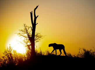 Silhouette of cheetah on a hillside