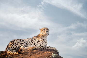 Cheetah on a hillside in South Africa