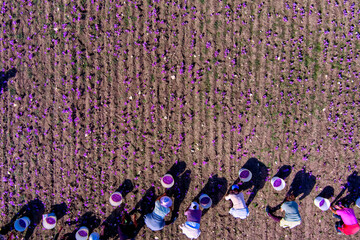 Farmers also harvest crocus in the field