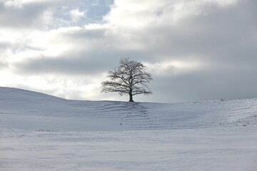 Single and dry tree on a snowy hill