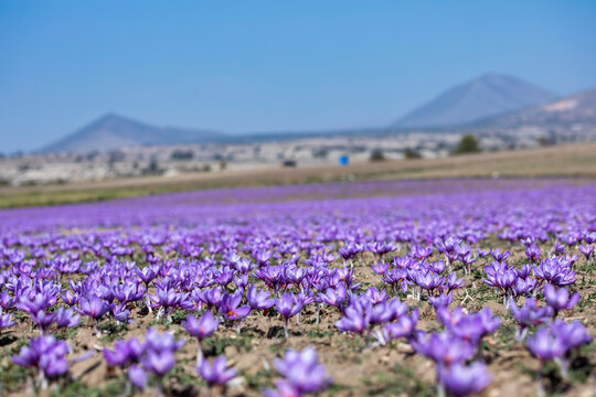 Beautiful fields of violet saffron flowers