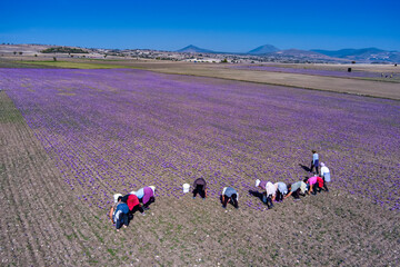 Obraz premium Farmers also harvest crocus in the field
