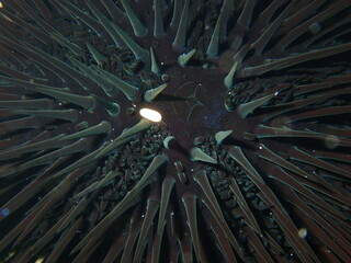 Black sea urchin (Arbacia lixula) extreme close-up undersea, Aegean Sea, Greece, Halkidiki