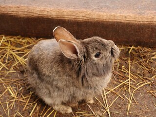 Grey small rabbit on the farm