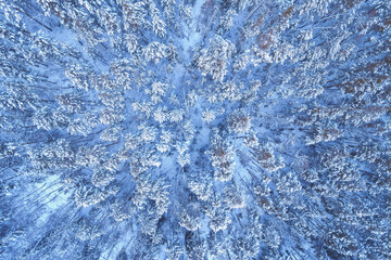 Aerial top view Natural landscape winter forest with fresh snow
