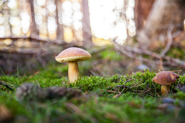 great brown bay bolete - imleria badaia, collecting mushrooms during forest waltk in autumn