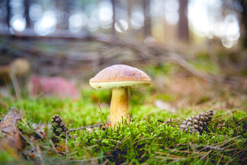 great brown bay bolete - imleria badaia, collecting mushrooms during forest waltk in autumn