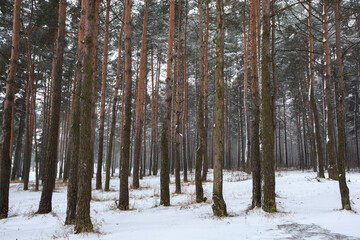 Fototapeta premium Winter snowy pine forest, snow, frost, winter.