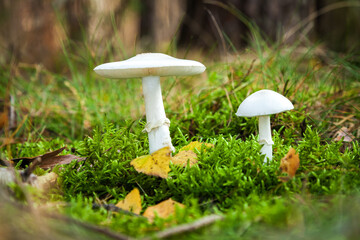 two white mushrooms on forest ground or underleaf in great autumn, green grass, yellow leafs
