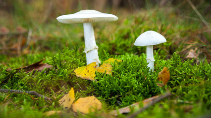 two white mushrooms on forest ground or underleaf in great autumn, green grass, yellow leafs