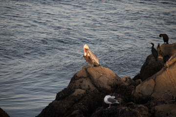 coastal birds in Monterey, California