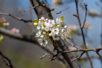Bradford Pear Tree Blossoms In Spring