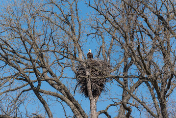 Bald Eagle In Her Nest In Spring