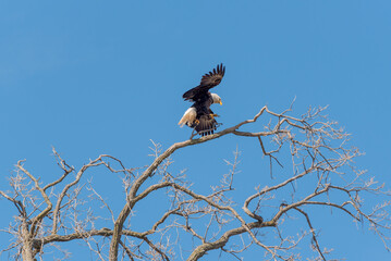 Bald Eagle Flying From A Bare Tree Branch